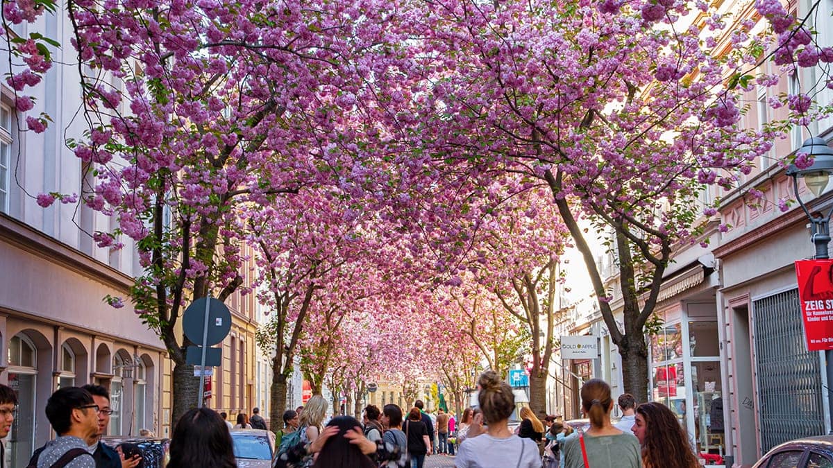 How to Visit the Cherry Blossom Avenue in Bonn, Germany - That One