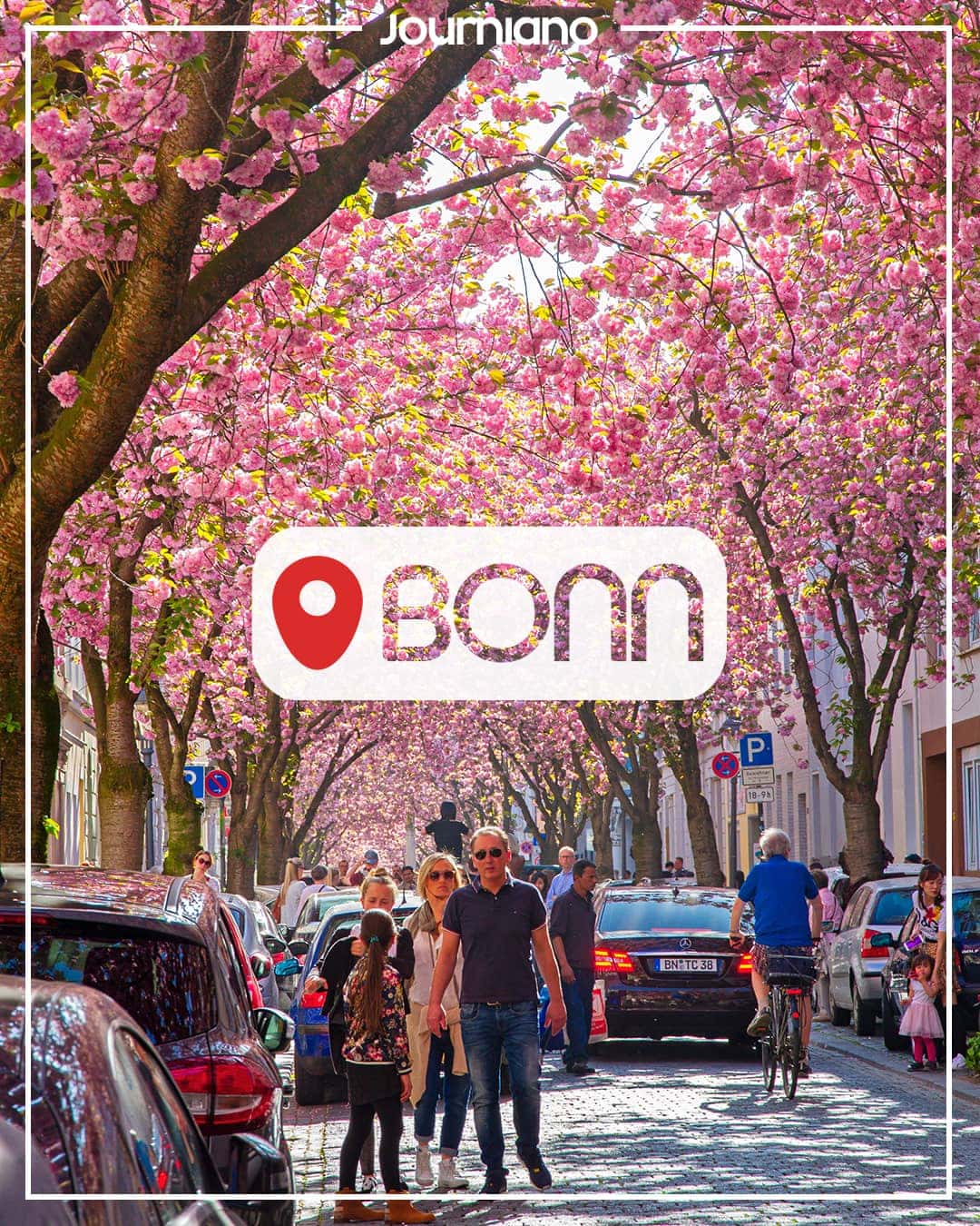 How to Visit the Cherry Blossom Avenue in Bonn, Germany - That One