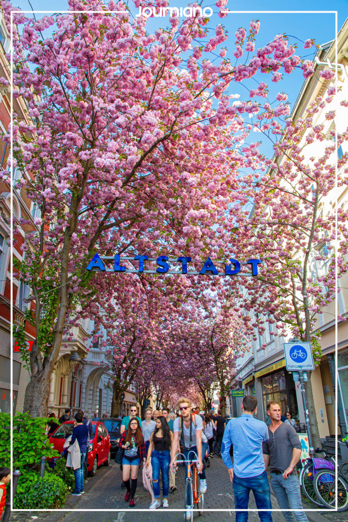 Majestic Cherry Blossom Avenues in Bonn - Germany