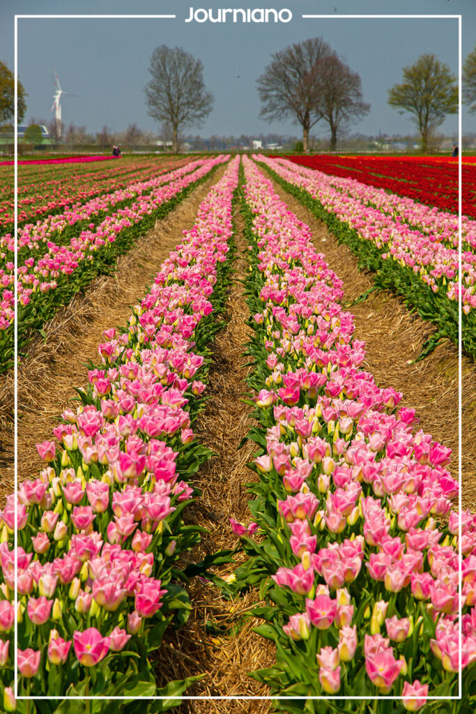 Tulip Fields In Germany - Marvellous Tulpenhof Francken In Grevenbroich