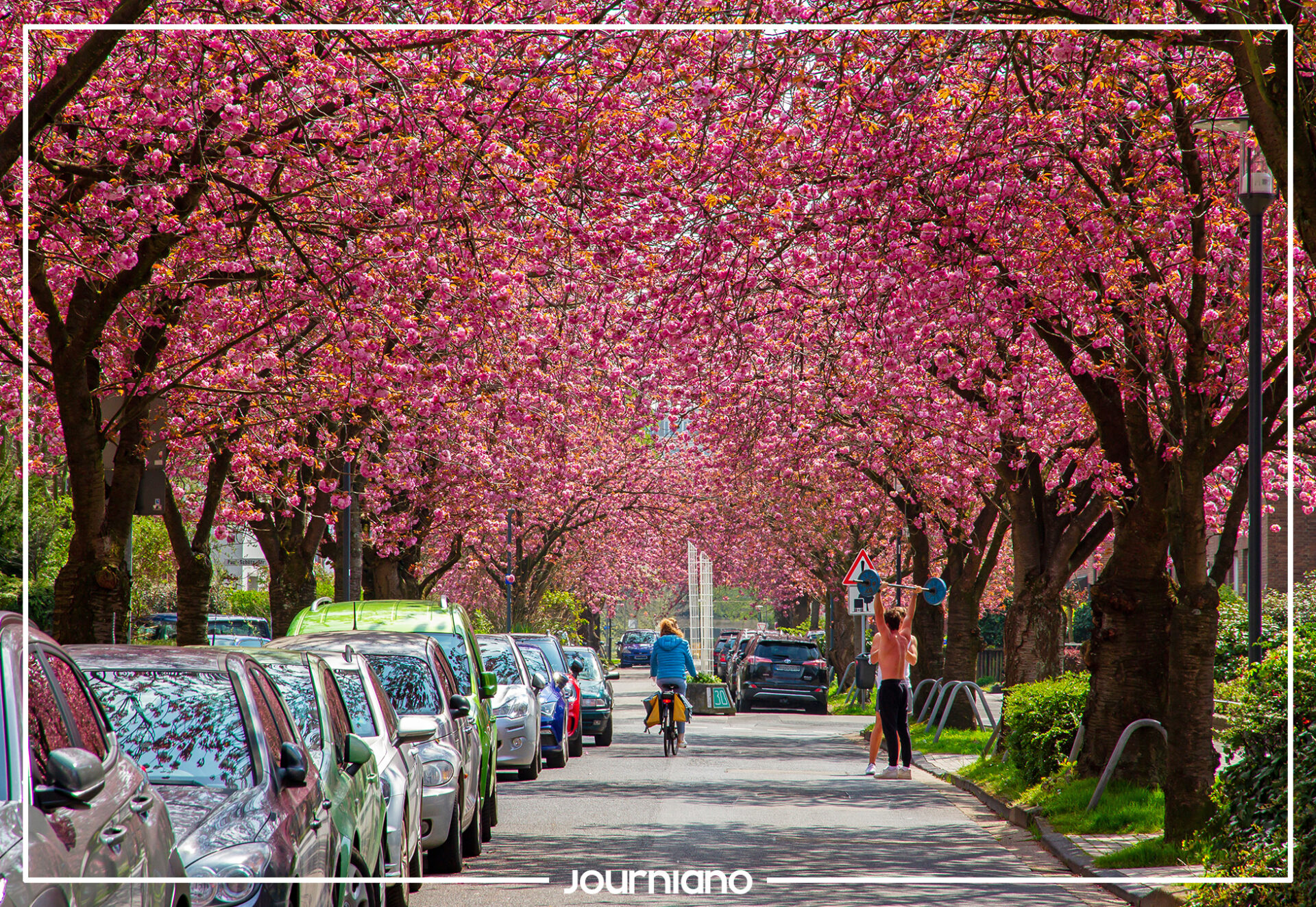 Cherry Blossom Avenues in Krefeld Gneisenaustraße