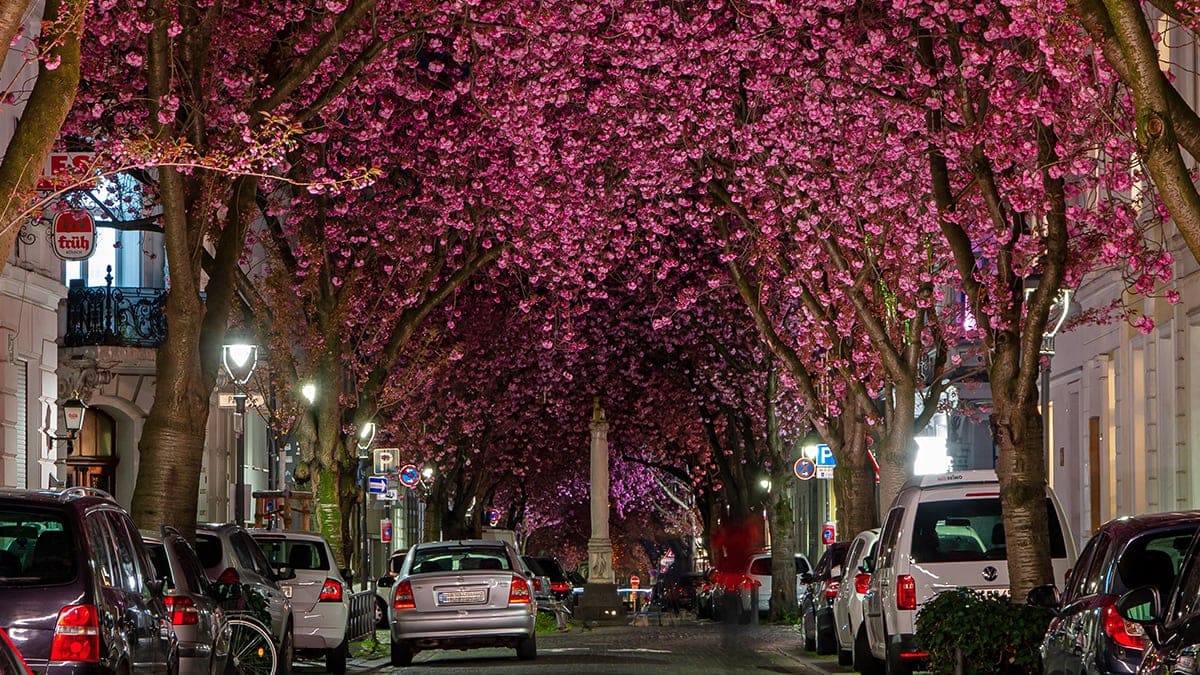 How to Visit the Cherry Blossom Avenue in Bonn, Germany - That One