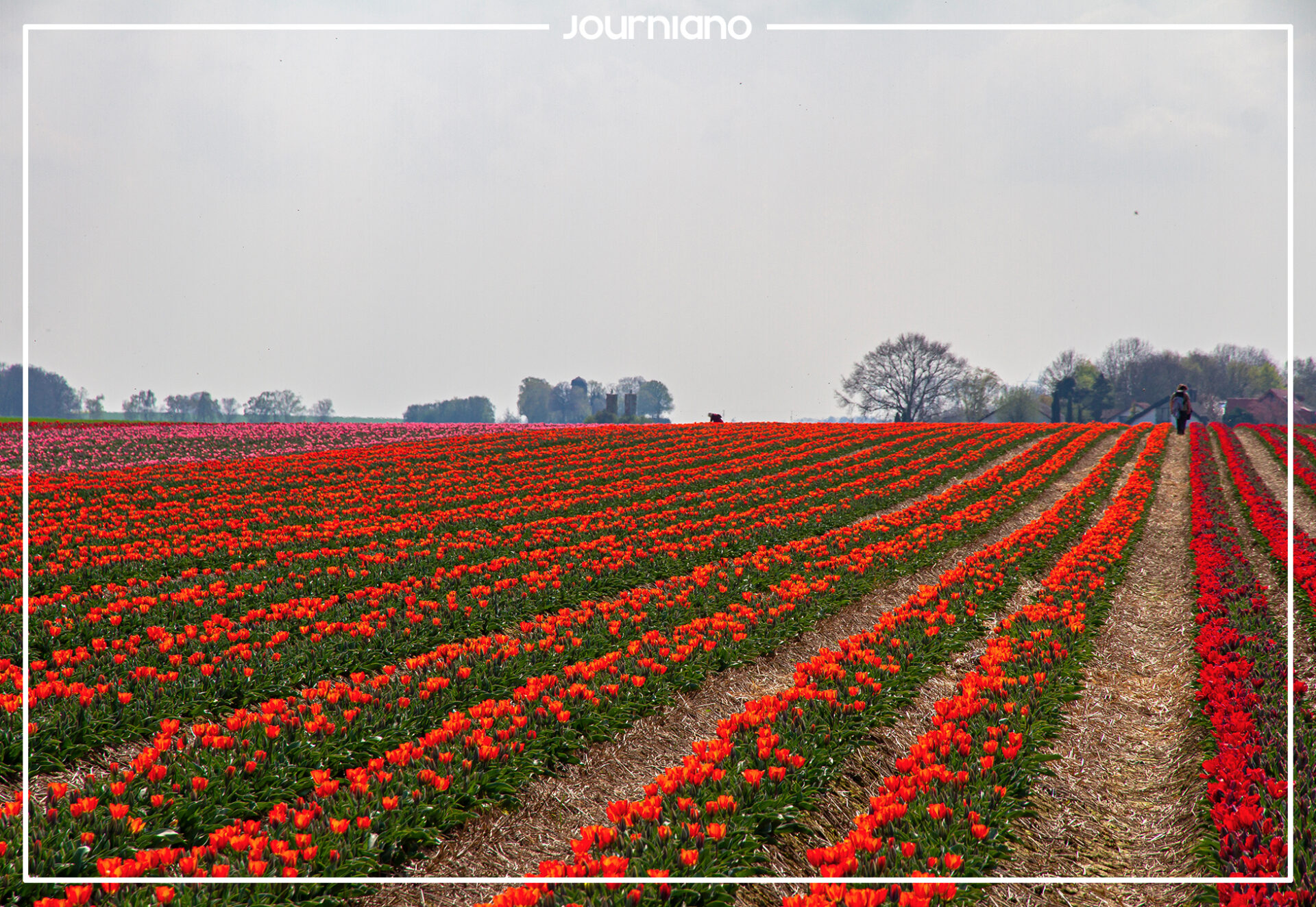 Tulip Fields in Germany - Marvellous Tulpenhof Francken in Grevenbroich